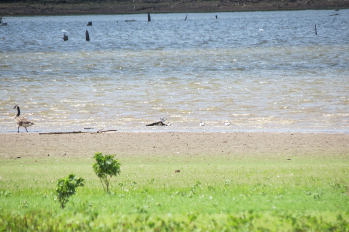 Least Tern - ML602519351