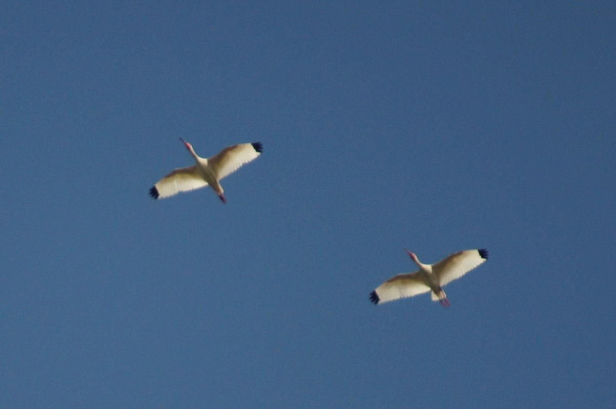 White Ibis - ML60251941