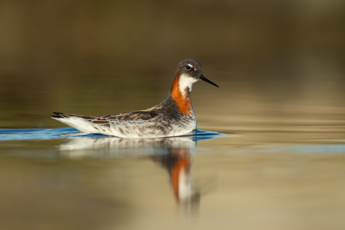 Red-necked Phalarope - ML602519651