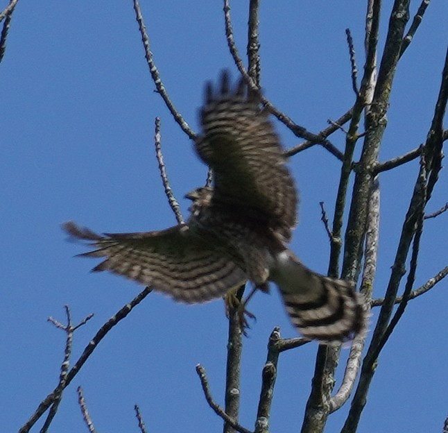 Sharp-shinned Hawk - Gary Fogerite