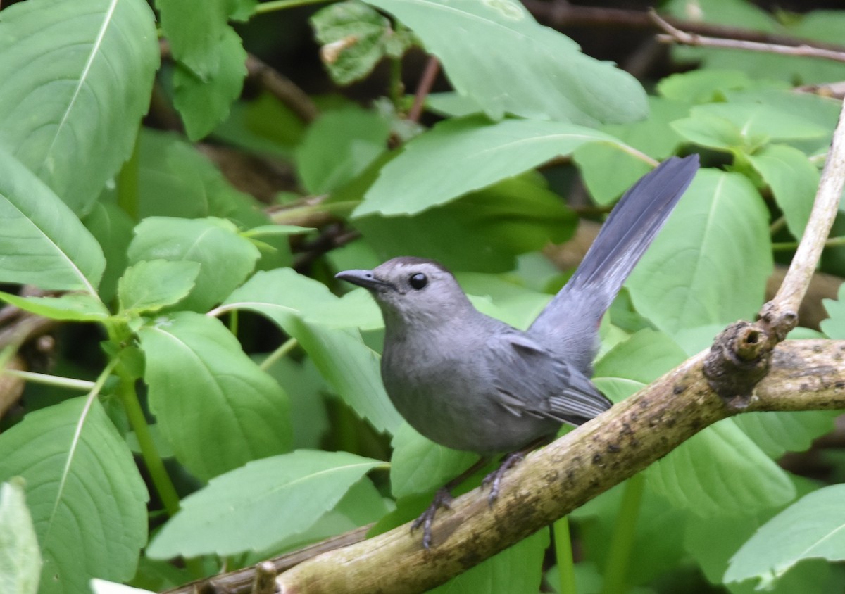 Gray Catbird - ML60252031