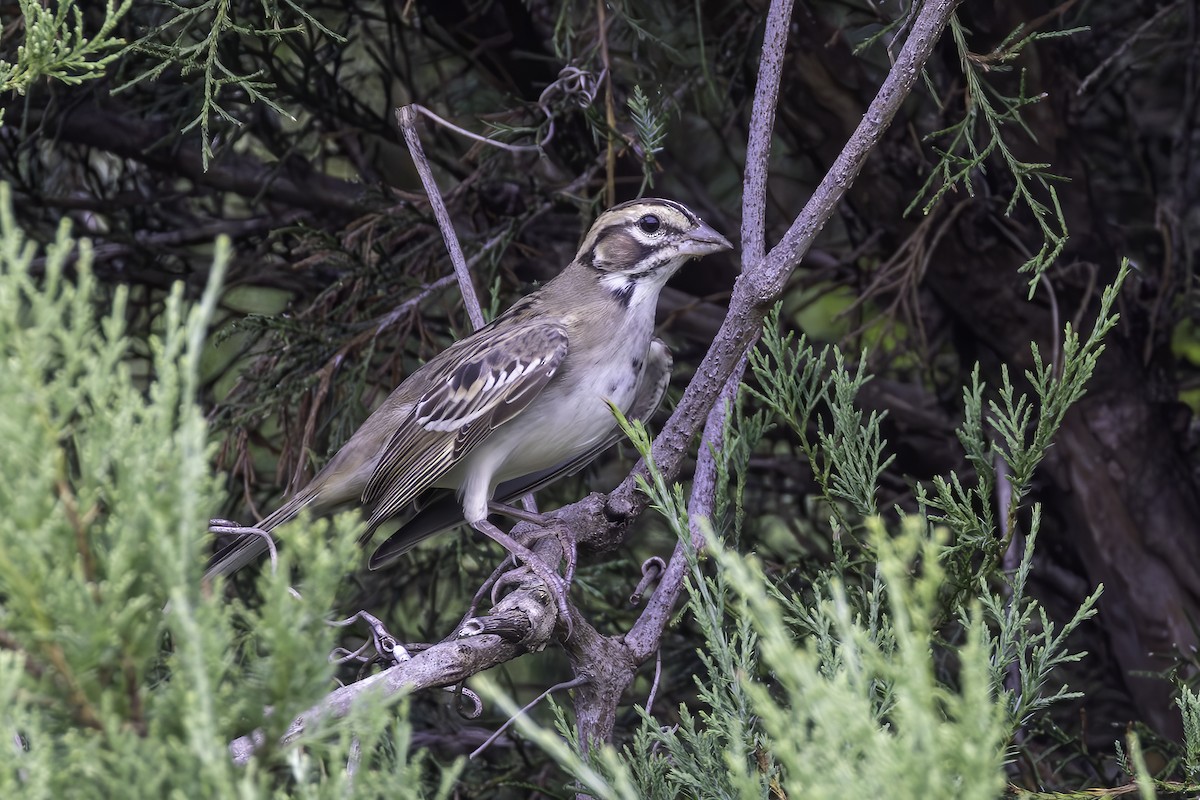 Lark Sparrow - ML602520771