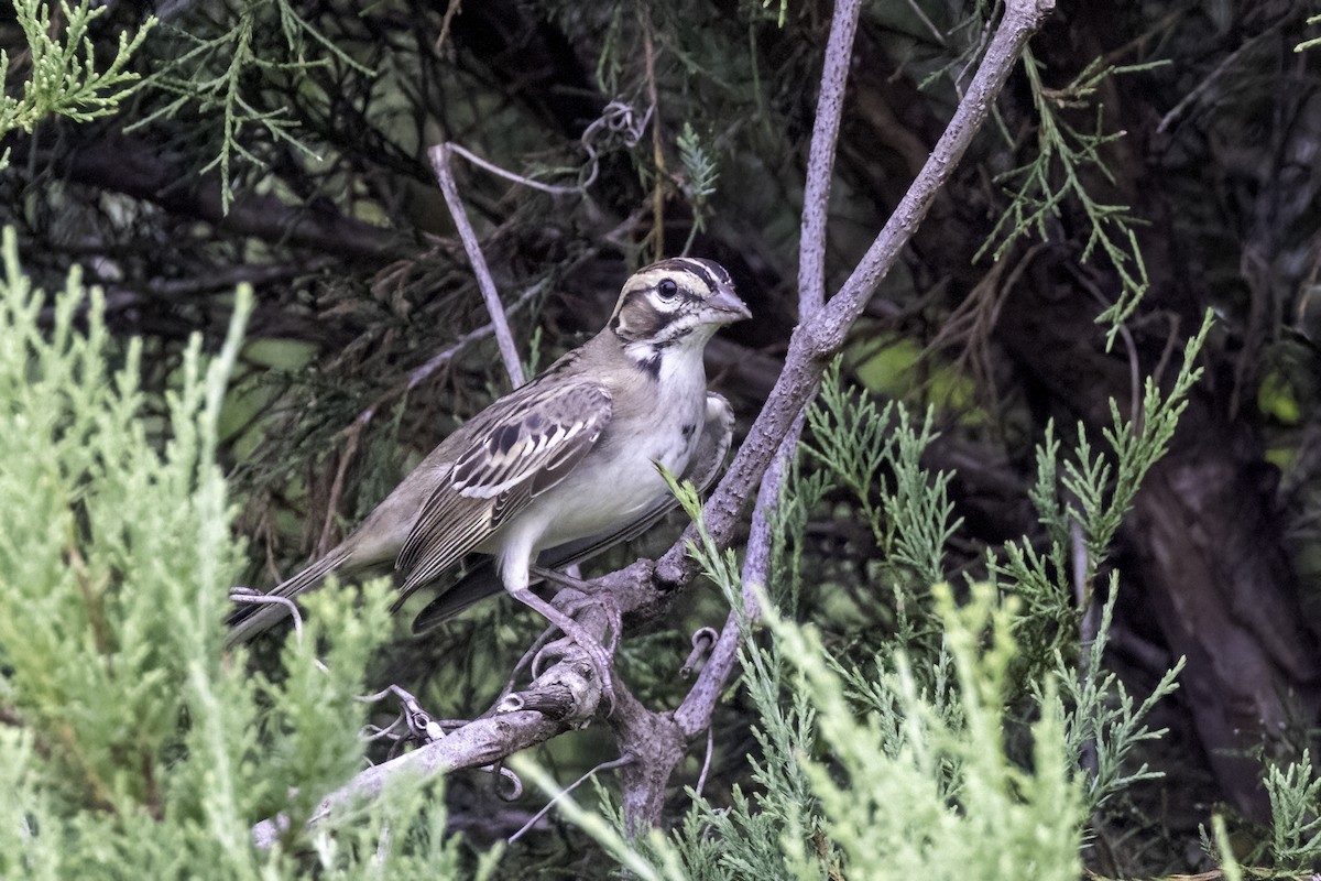 Lark Sparrow - ML602520781