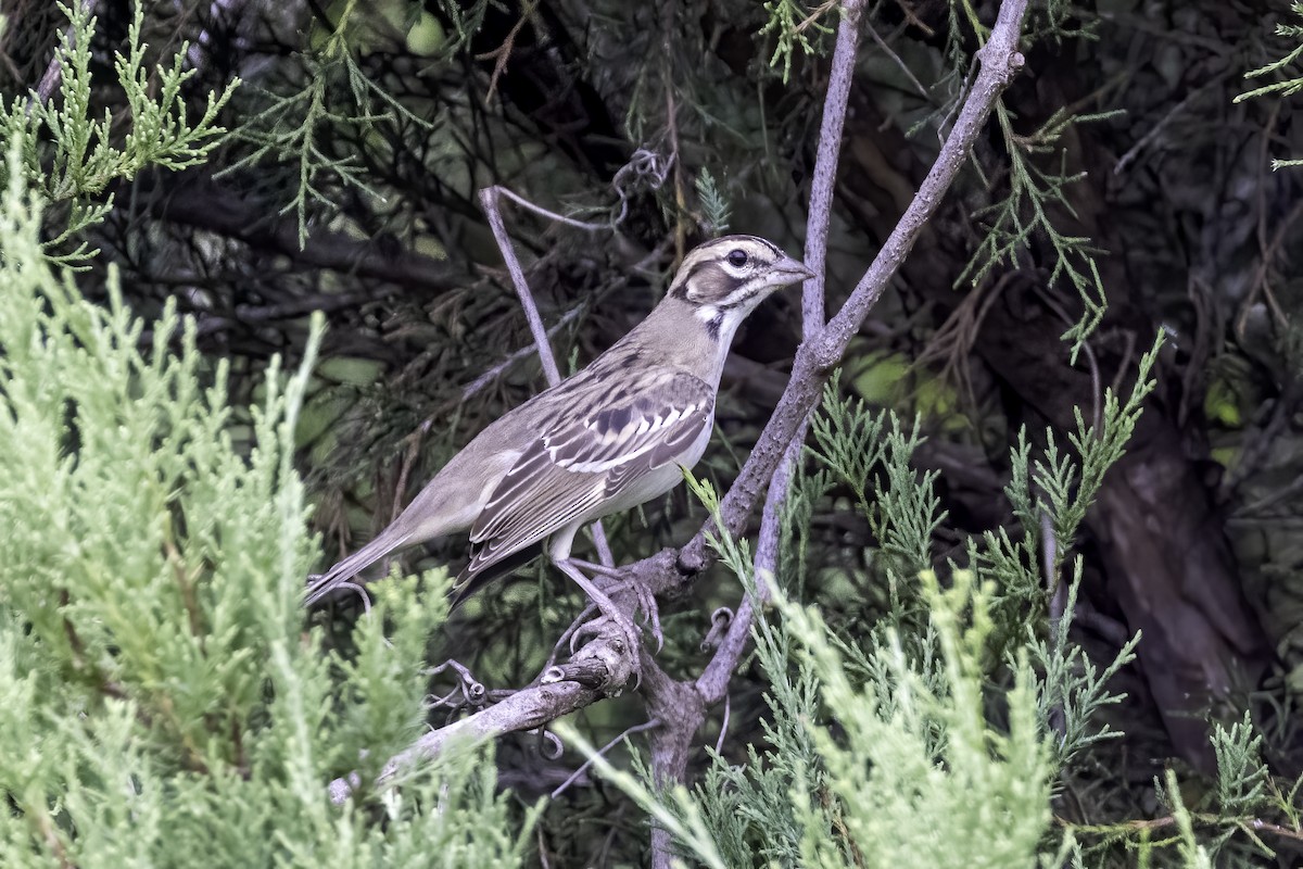 Lark Sparrow - ML602520791
