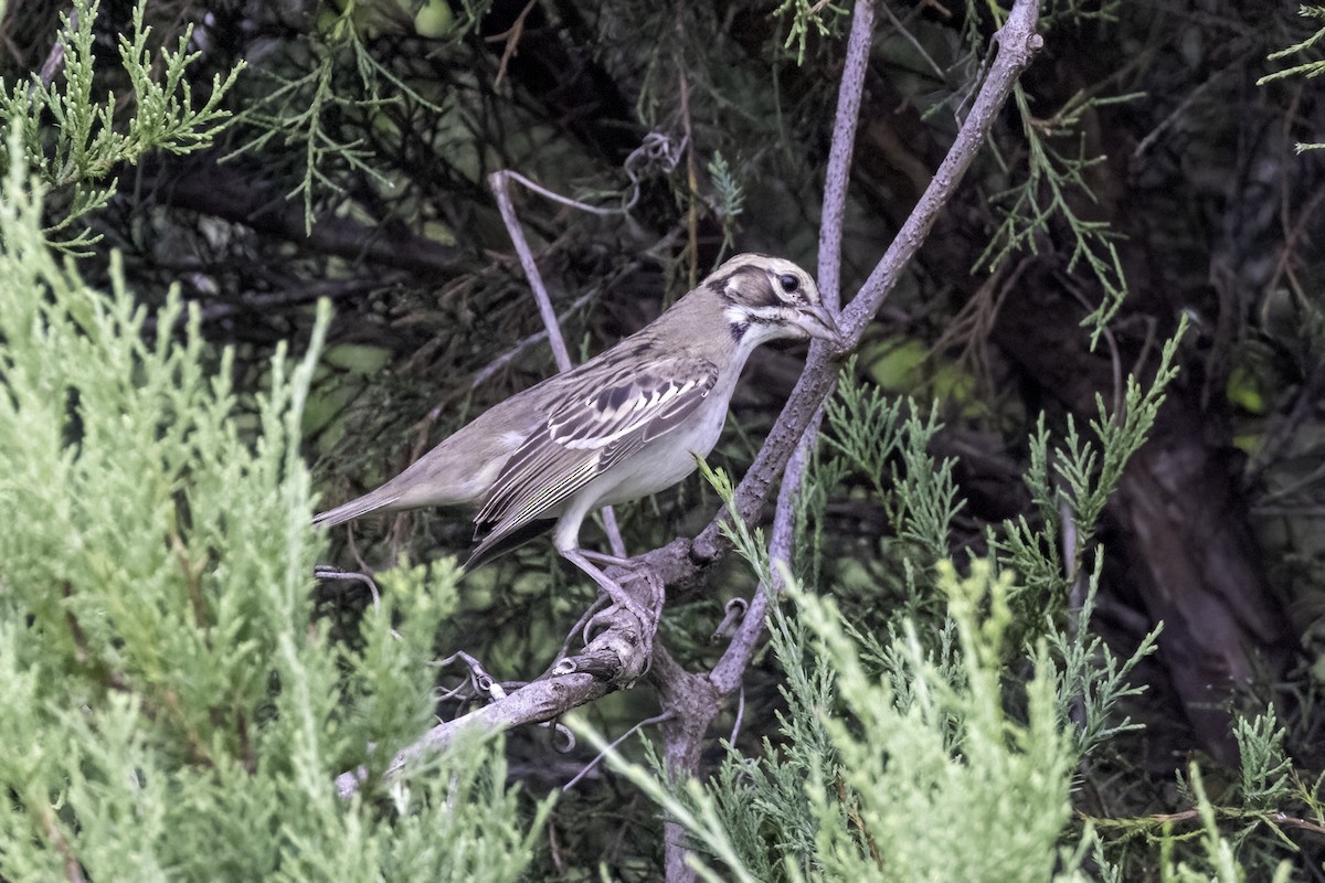 Lark Sparrow - ML602520801