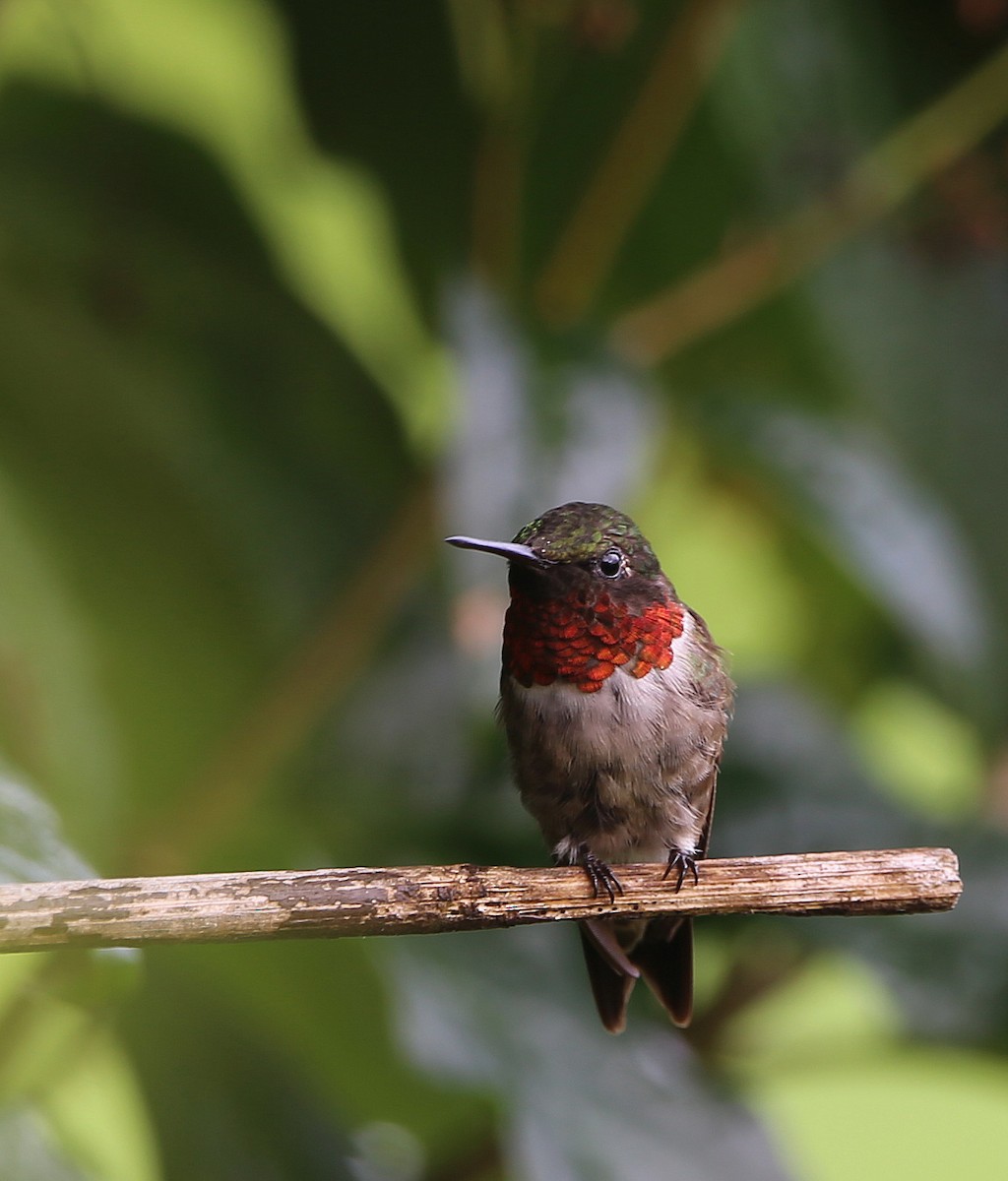 Colibri à gorge rubis - ML602520941