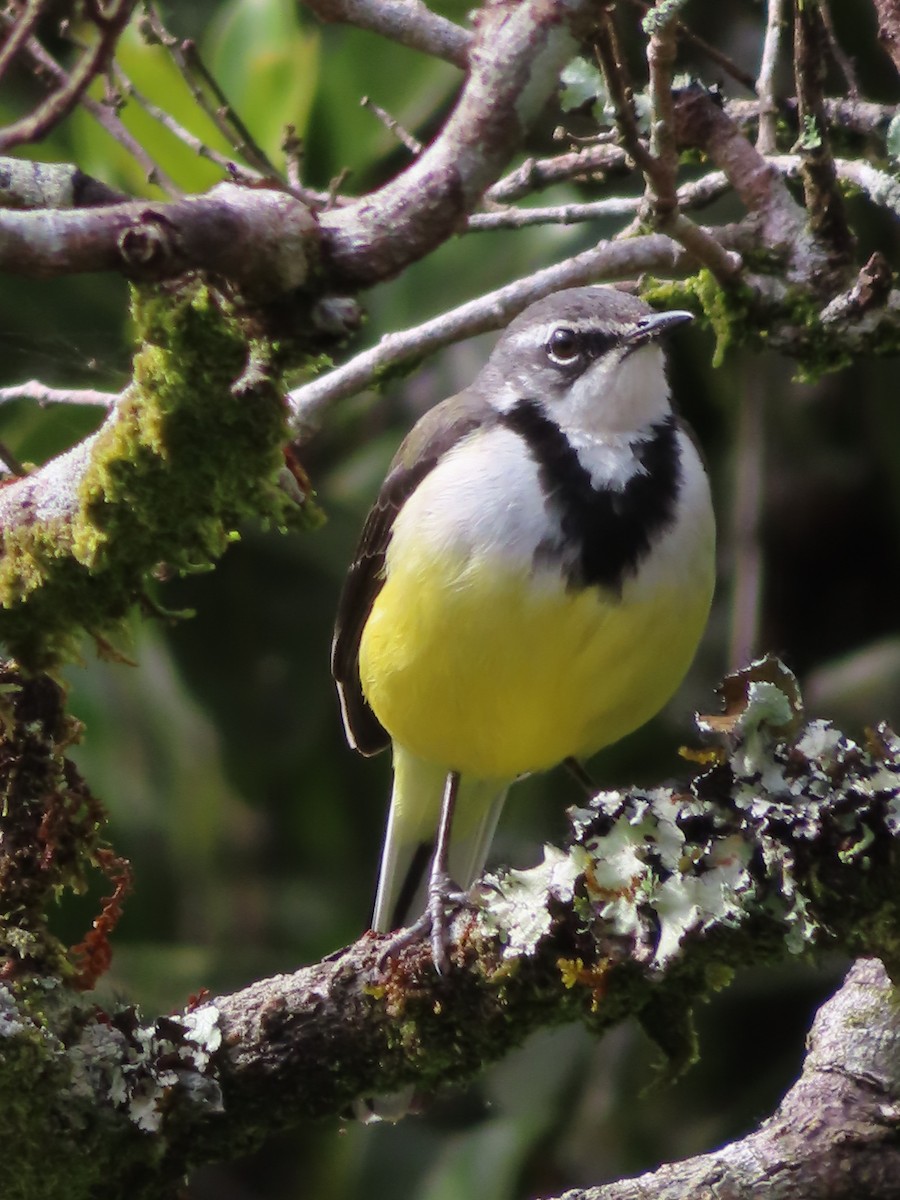 Madagascar Wagtail - ML602521051