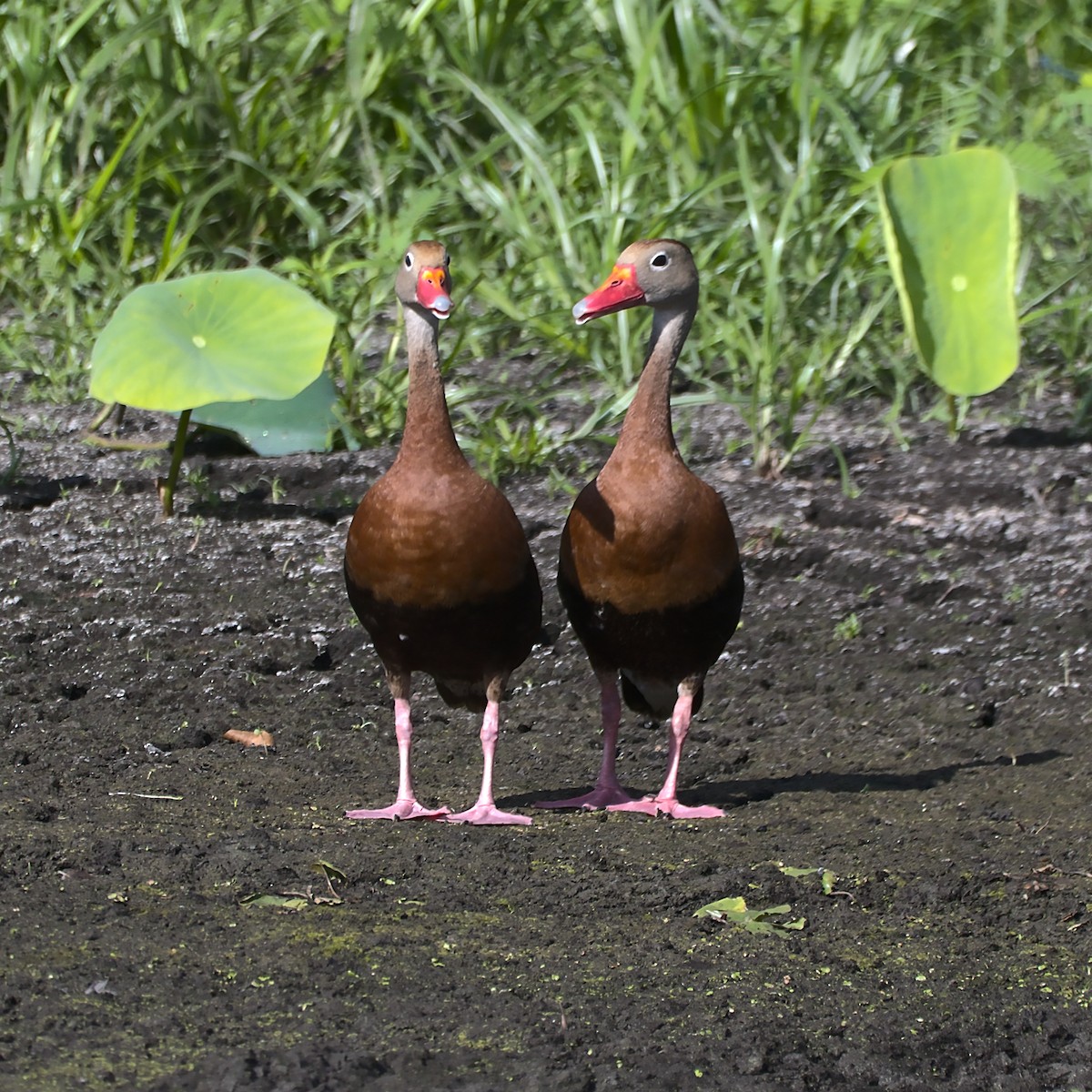 アカハシリュウキュウガモ - ML602521101