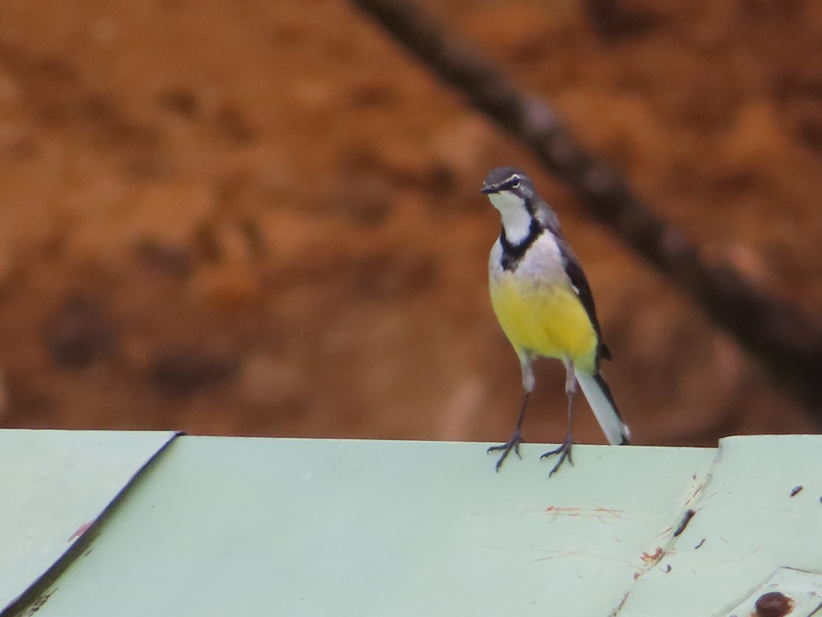 Madagascar Wagtail - ML602521111