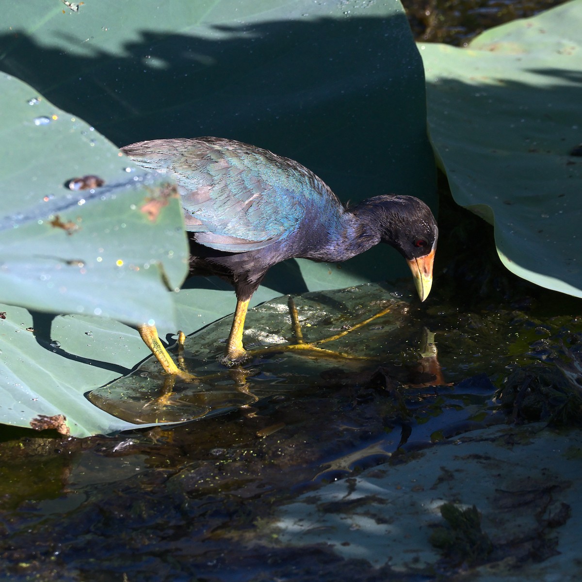 Purple Gallinule - Kyle Jones