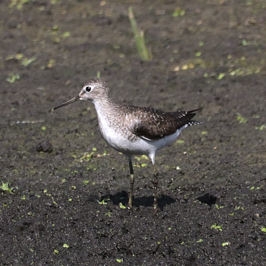 Solitary Sandpiper - ML602521141