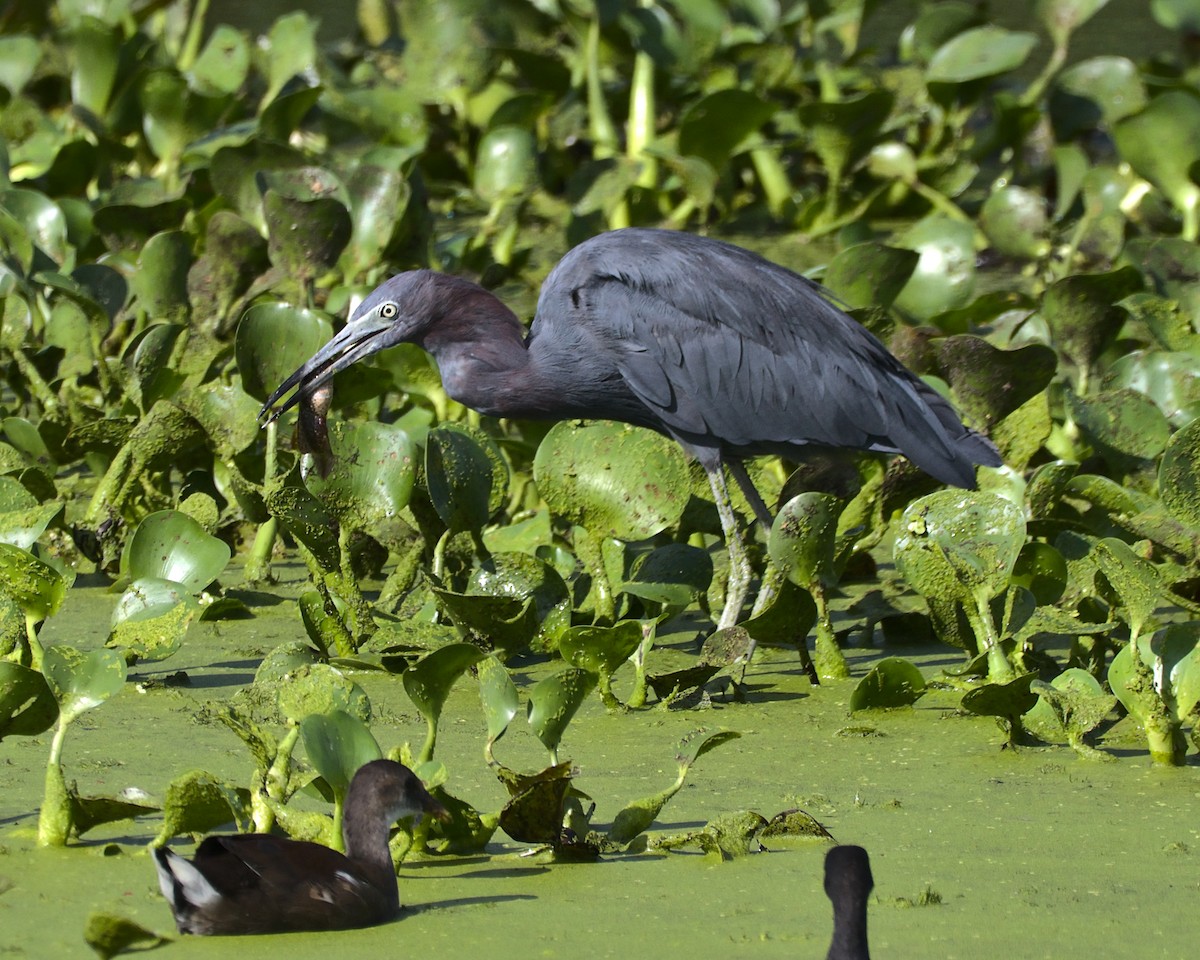 Little Blue Heron - ML602521241