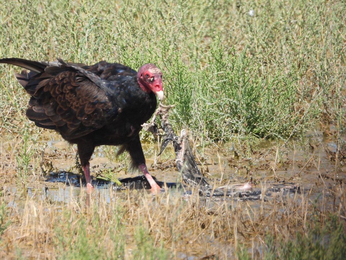 Turkey Vulture - ML602522511