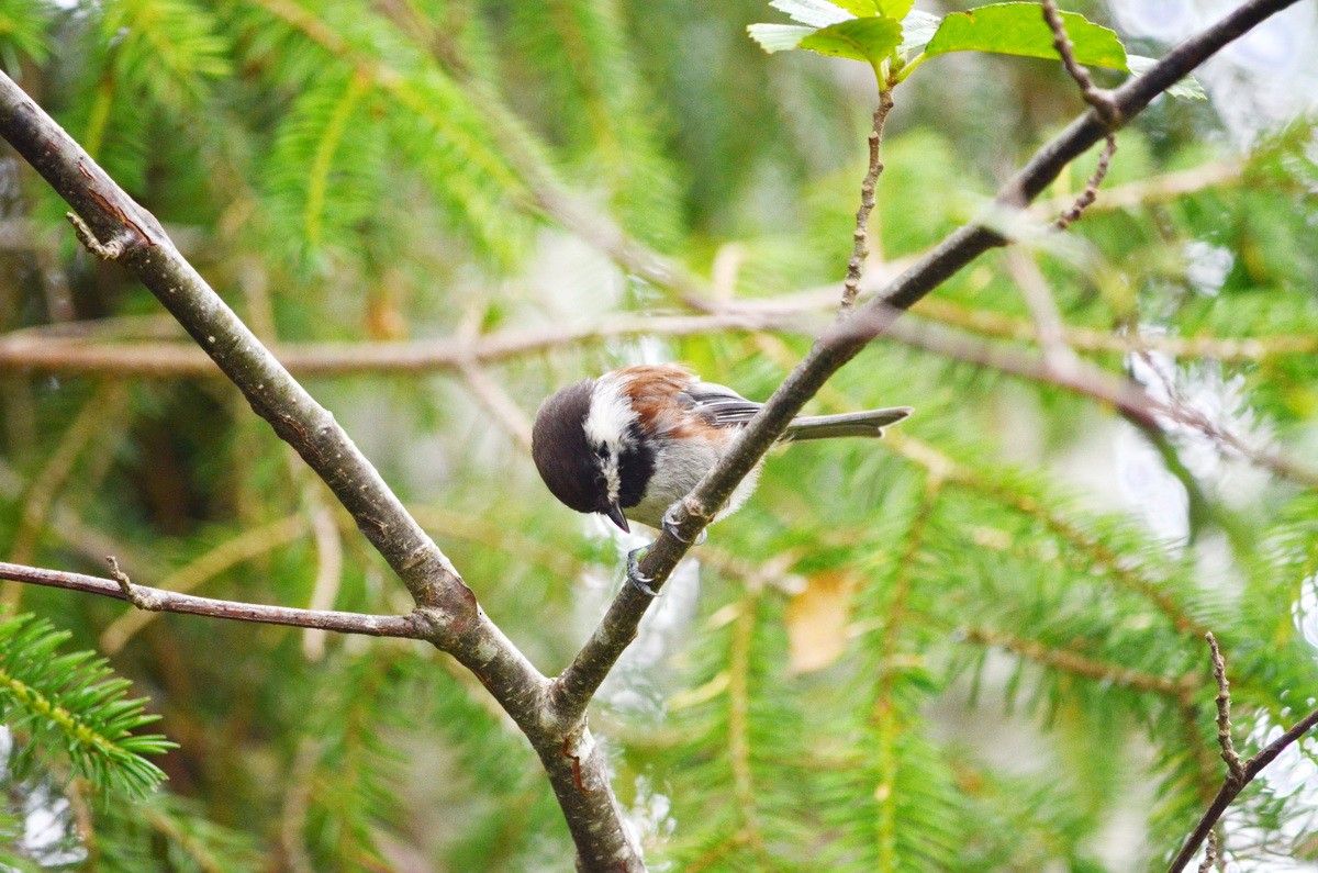 Chestnut-backed Chickadee - ML602523301