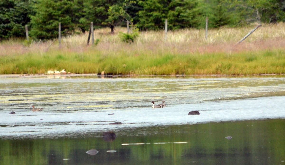 Northern Pintail - ML602523461