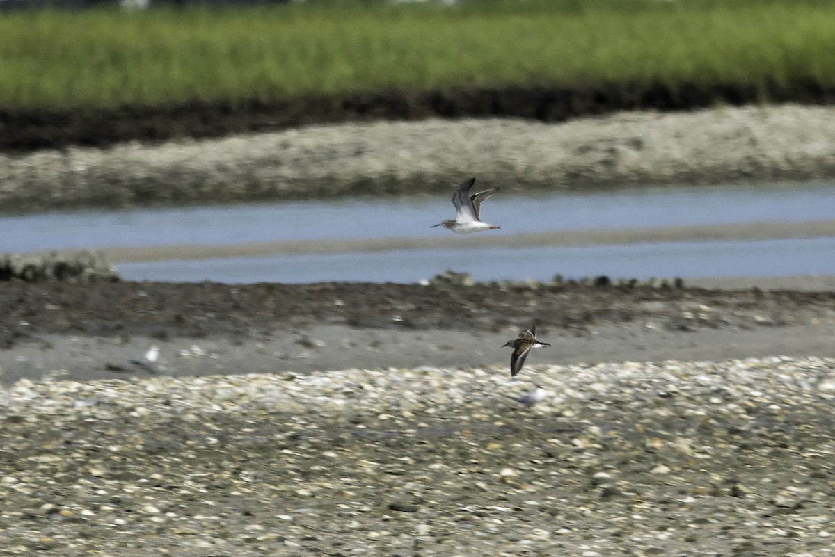 Phalarope de Wilson - ML602523481