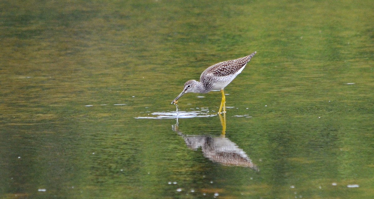 Greater Yellowlegs - ML602523531