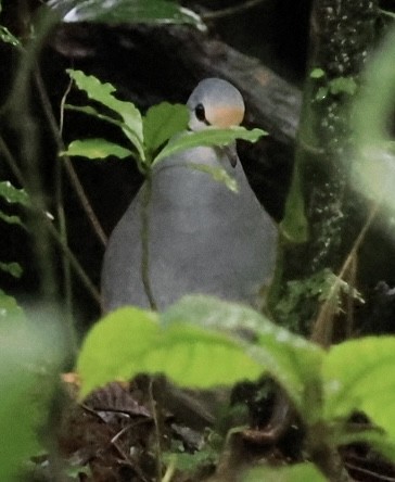 Buff-fronted Quail-Dove - ML602523811