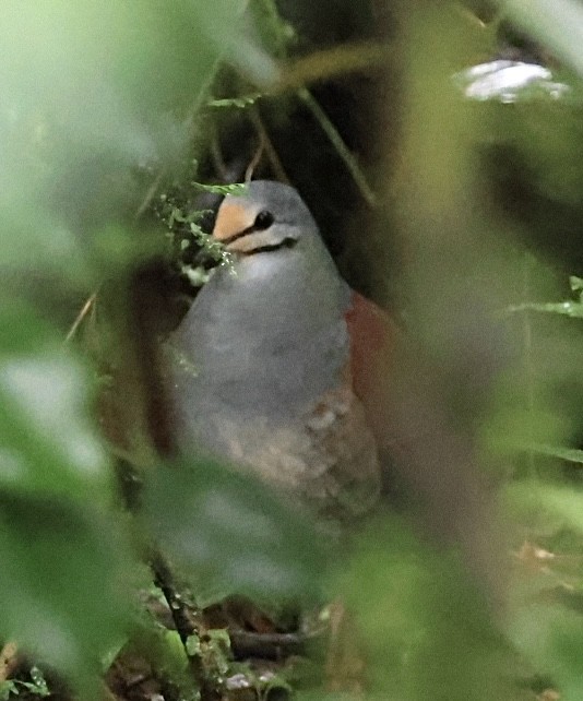 Buff-fronted Quail-Dove - ML602523831