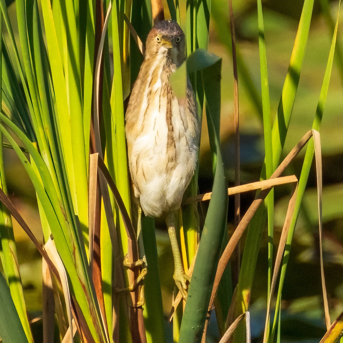 Least Bittern - ML602526011