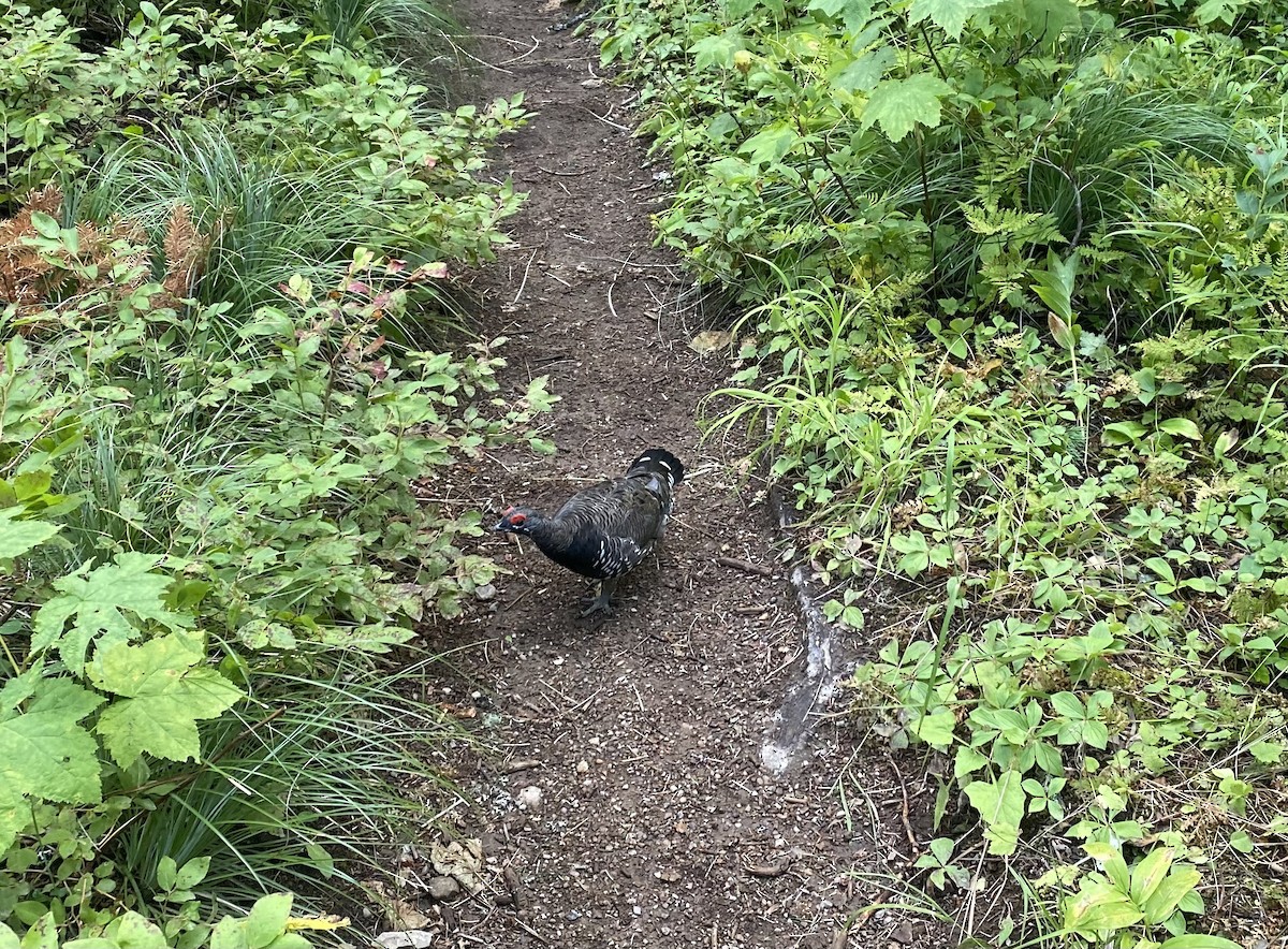 Spruce Grouse - ML602526471