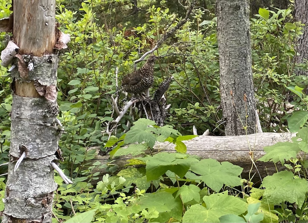 Spruce Grouse - ML602526581