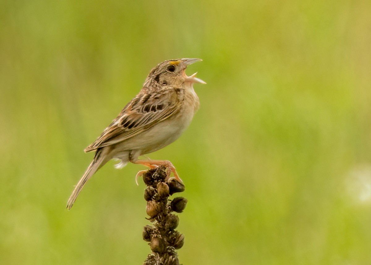 Grasshopper Sparrow - ML602527111