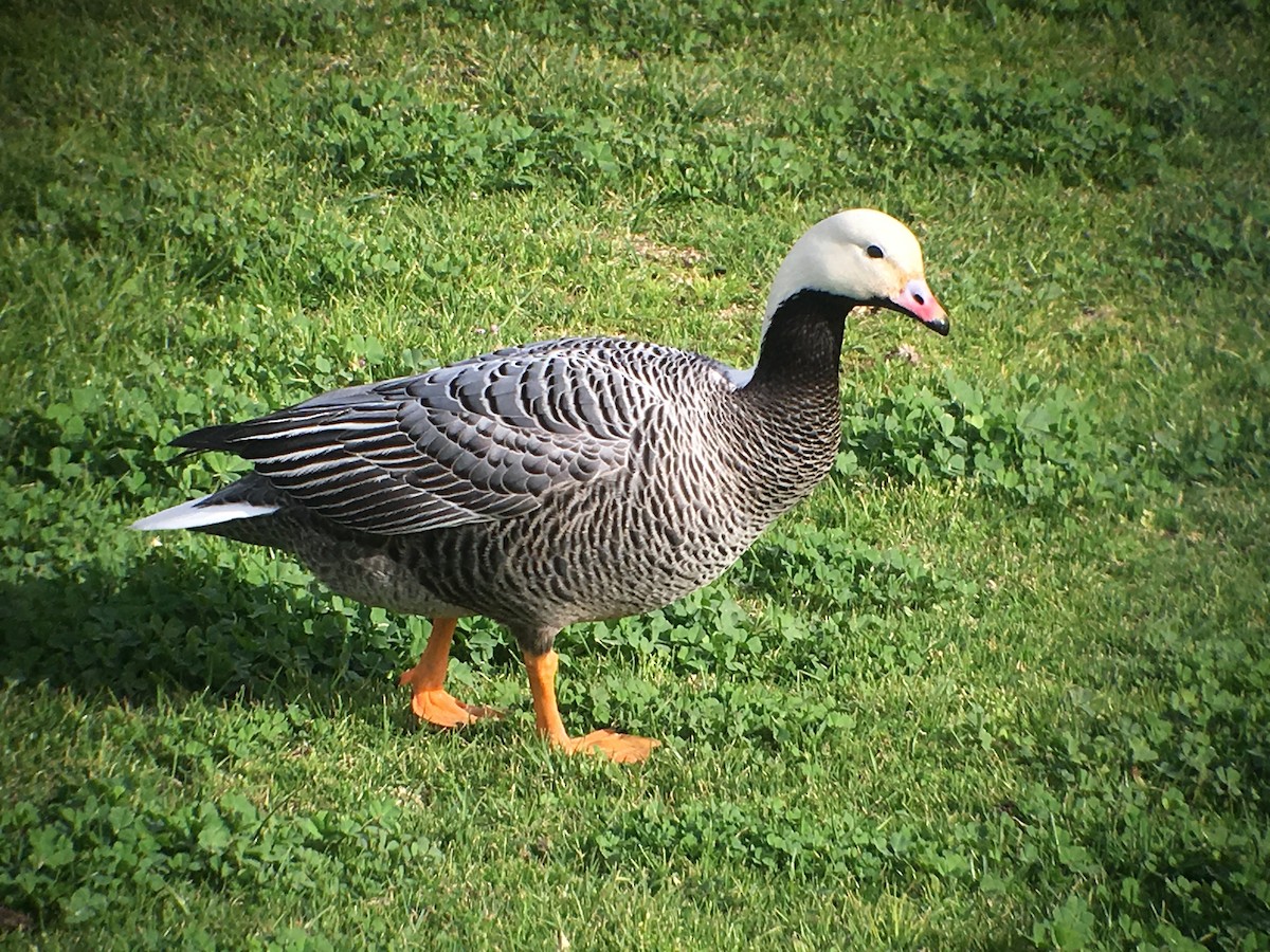 Emperor Goose - Christian Walker