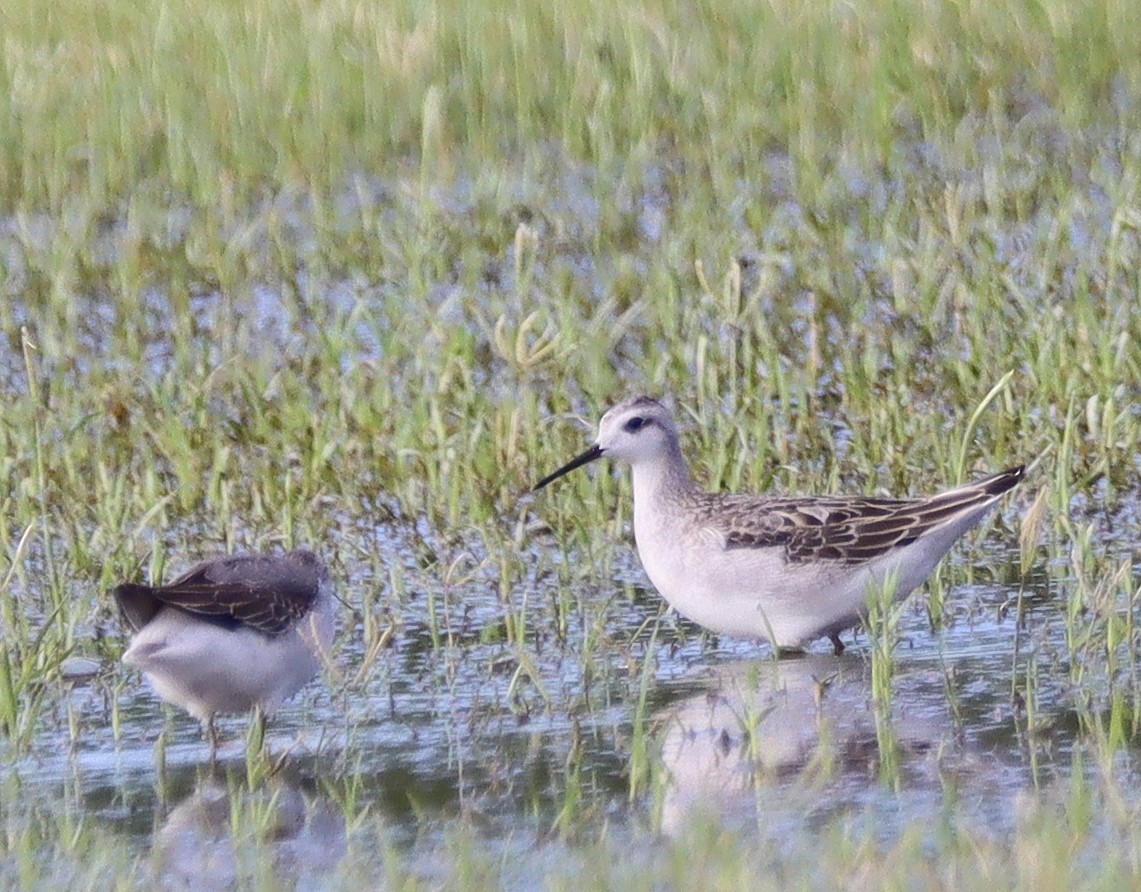 Wilson's Phalarope - ML602527841