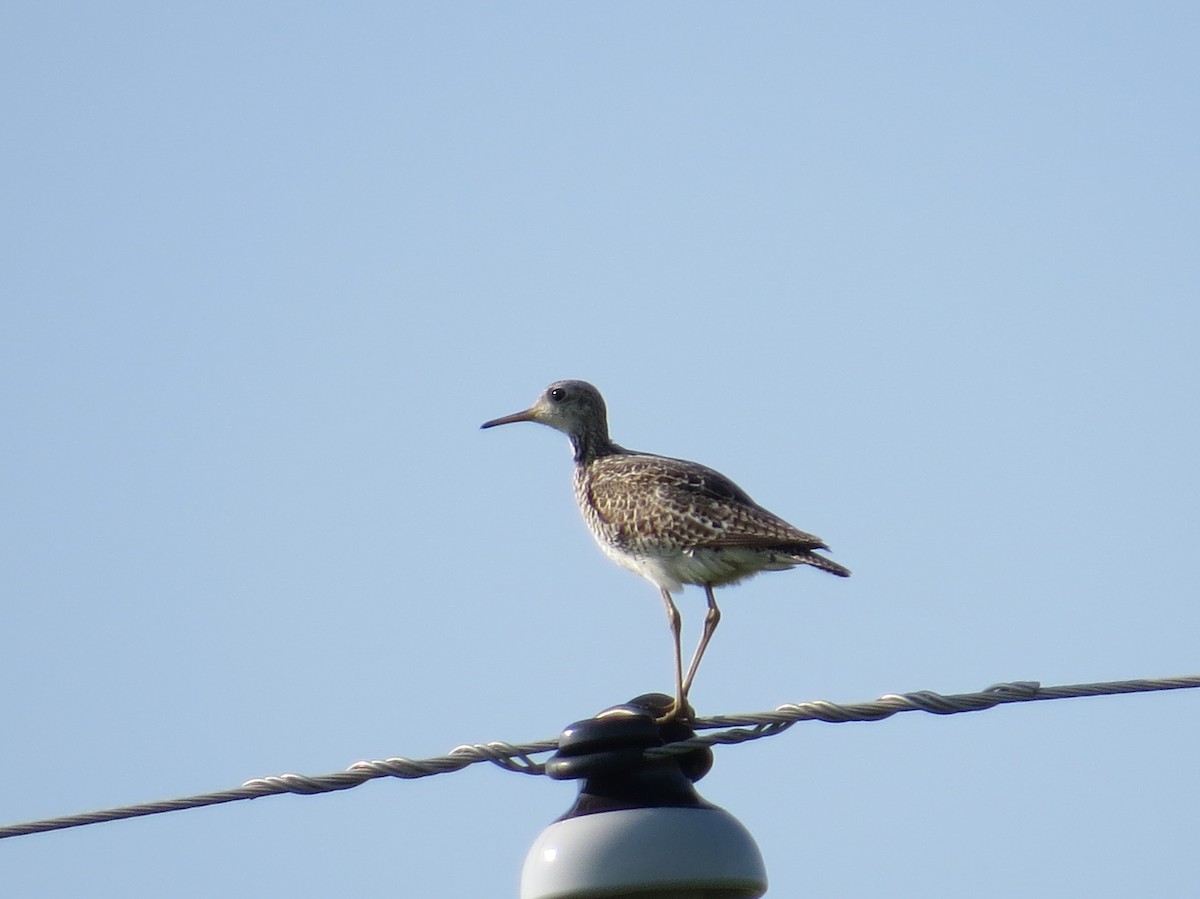 Upland Sandpiper - ML602528281