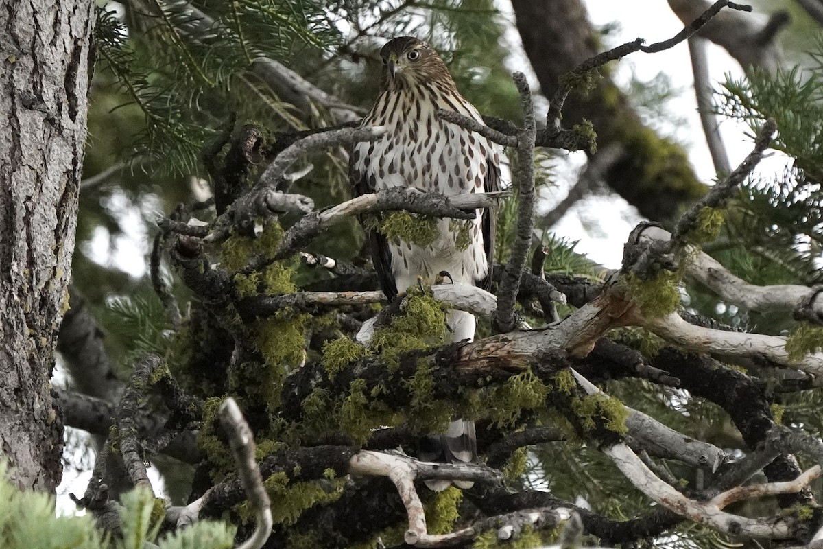 Cooper's Hawk - ML602528721