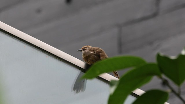 Straw-headed Bulbul - ML602528751