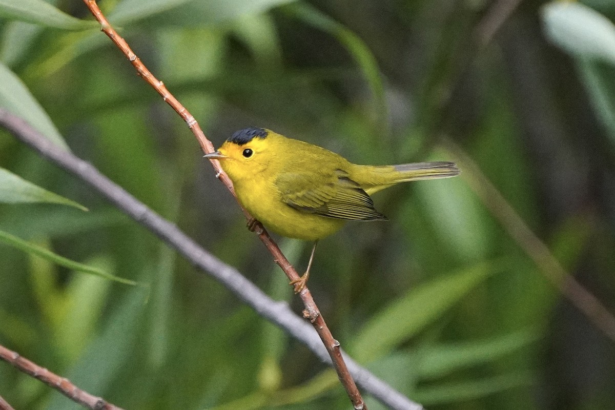 Wilson's Warbler - ML602528811