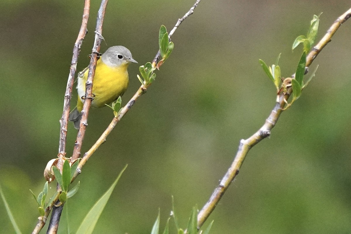 Nashville Warbler - ML602528891