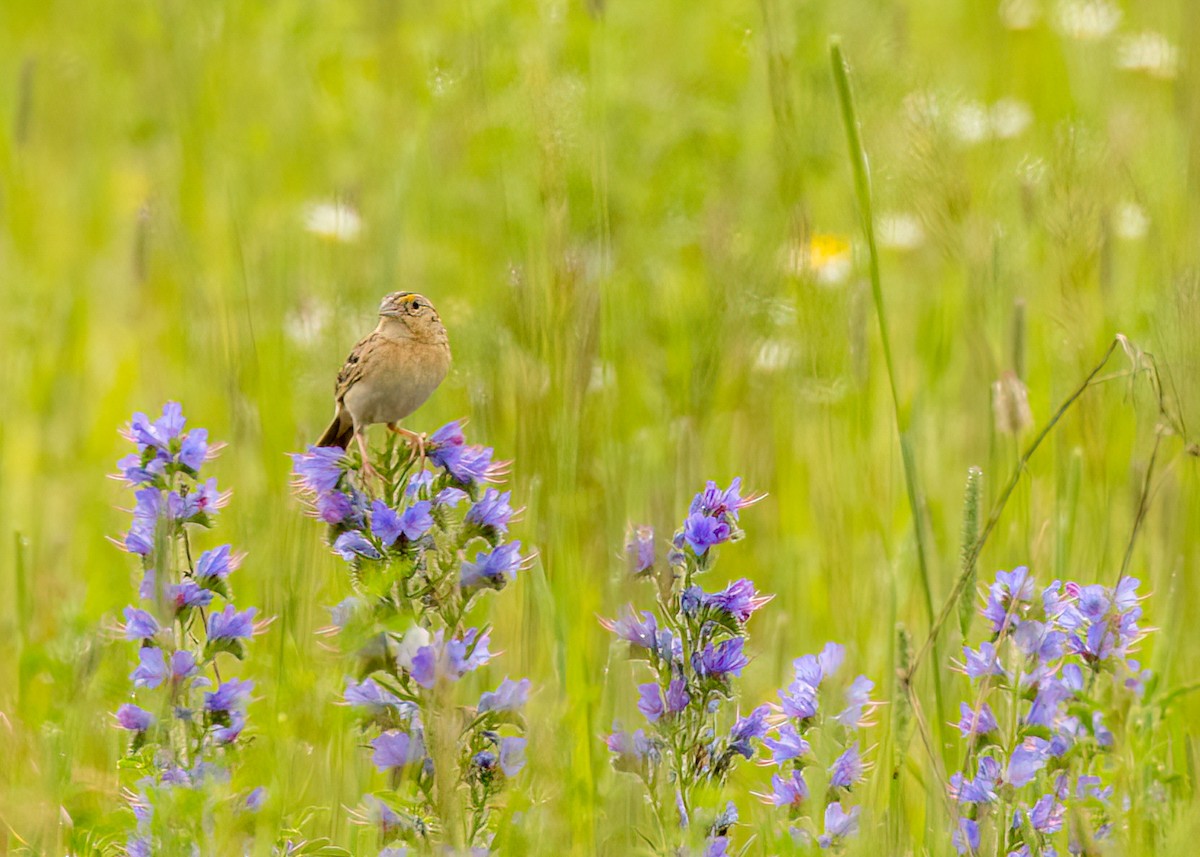 Grasshopper Sparrow - ML602528921