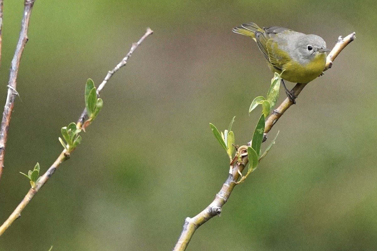 Nashville Warbler - ML602528931