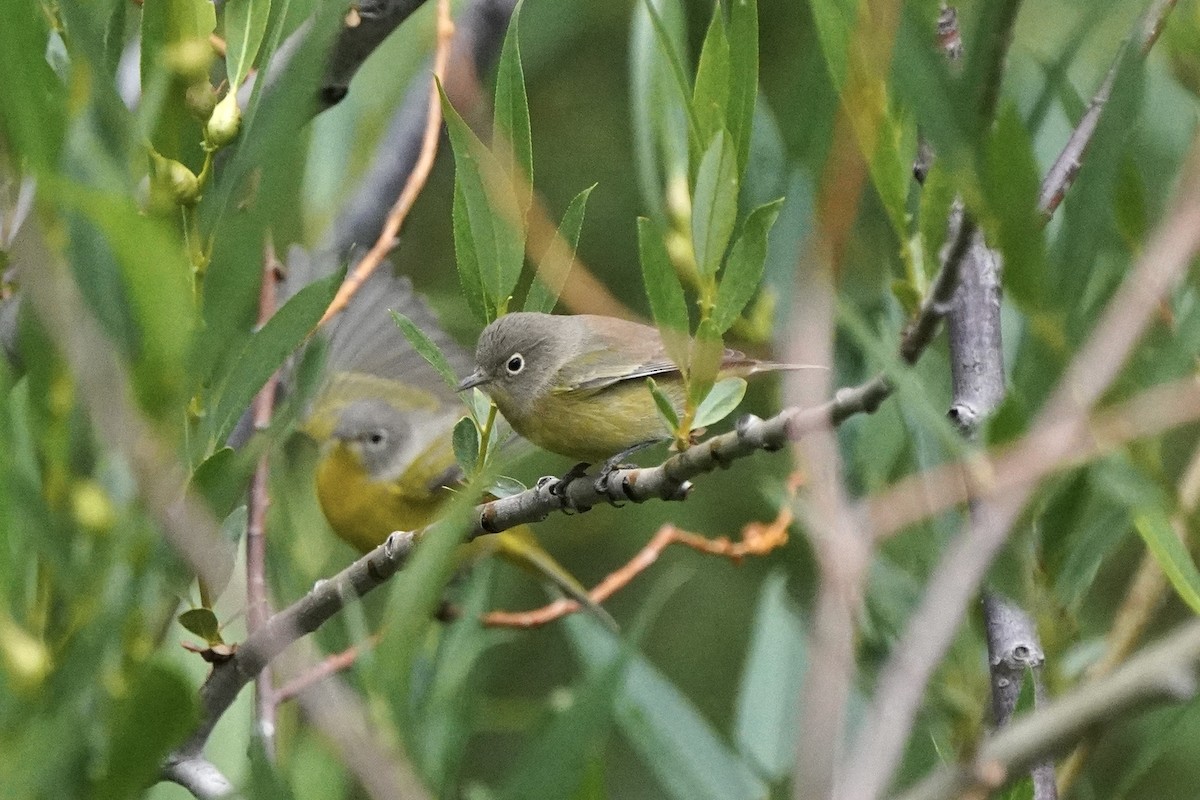 Nashville Warbler - ML602528961