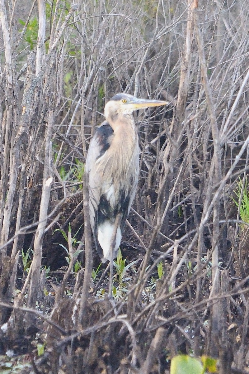 Great Blue Heron - John Gordinier