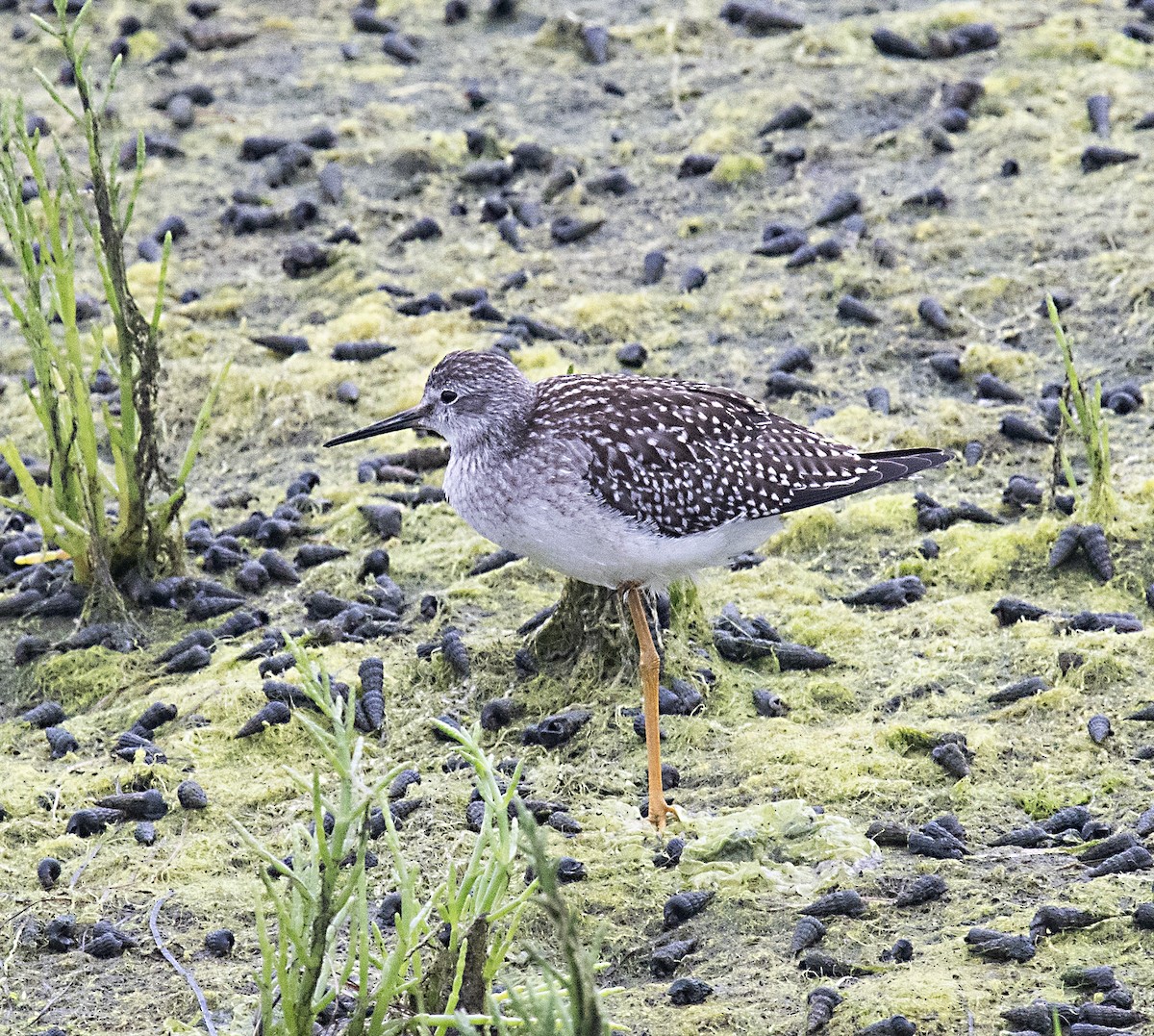 Lesser Yellowlegs - ML602529791