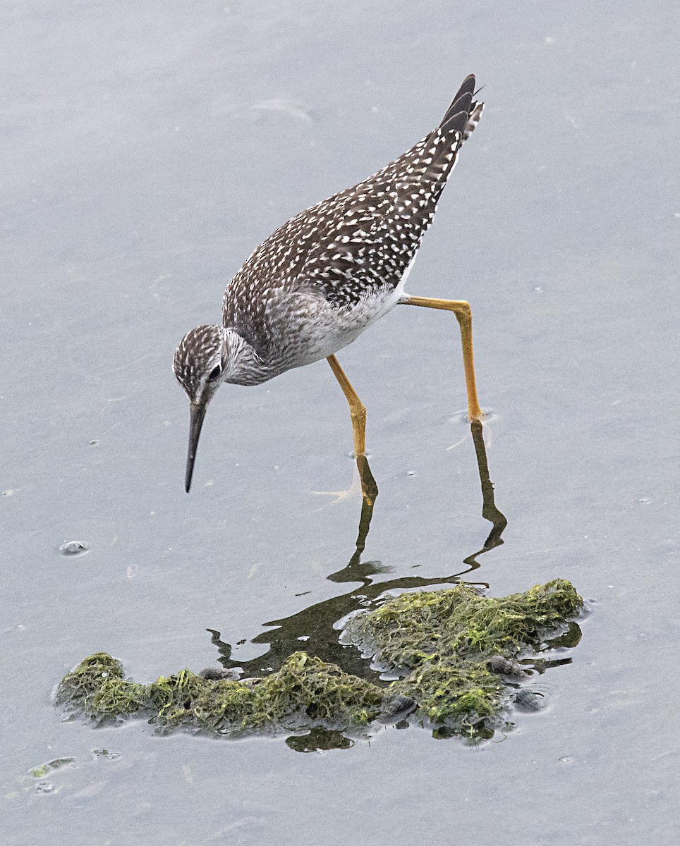 Lesser Yellowlegs - ML602529811