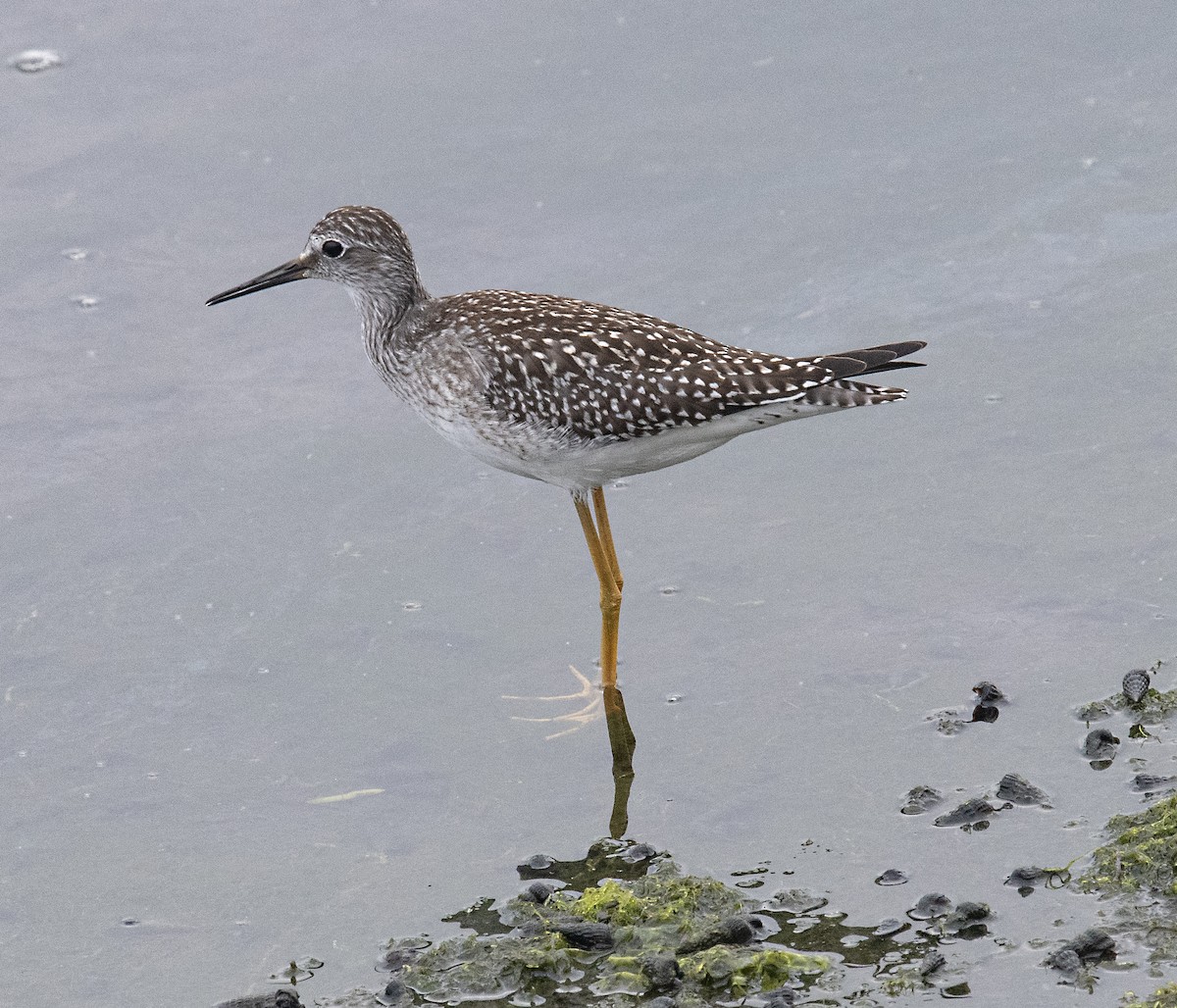 Lesser Yellowlegs - ML602529831