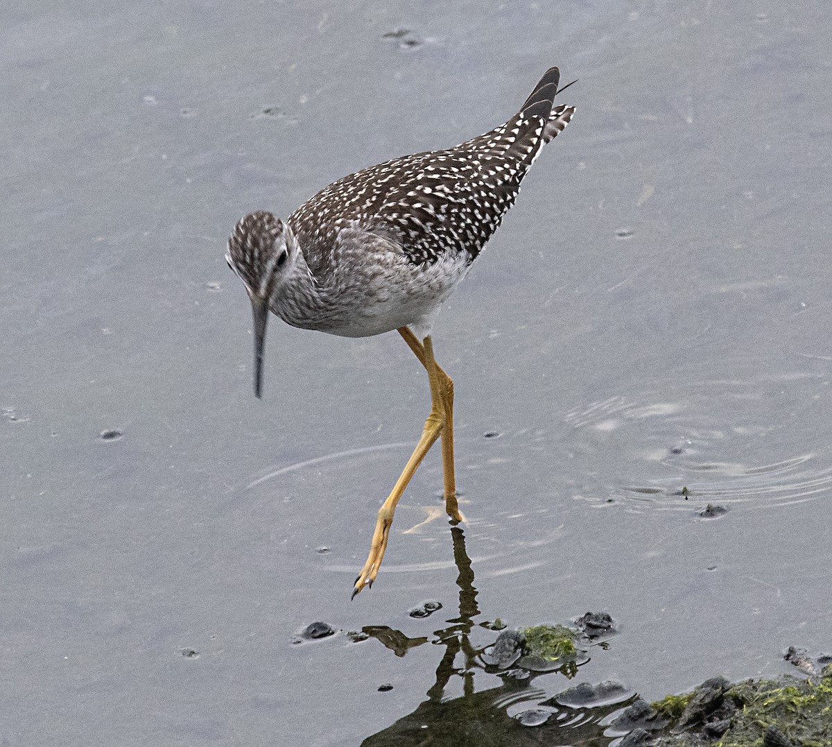 Lesser Yellowlegs - ML602529841