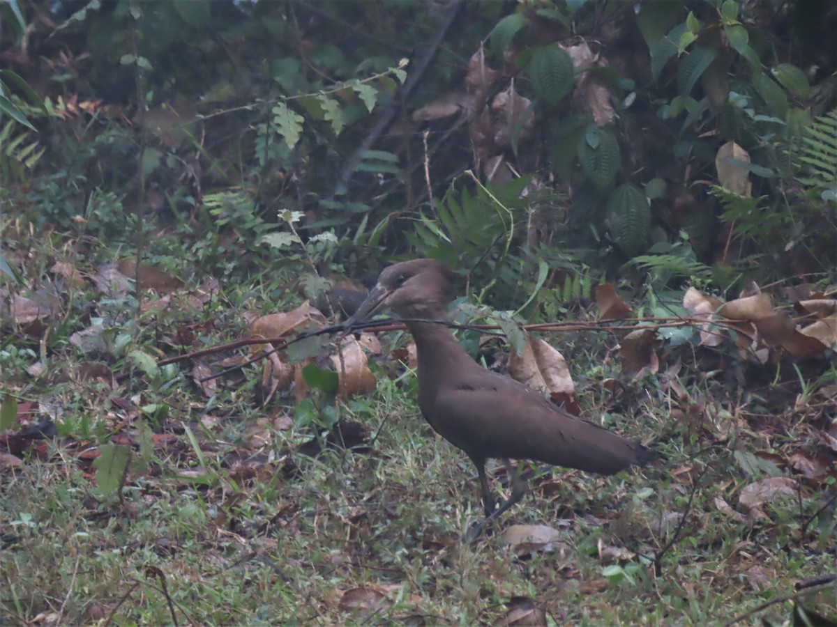 Hamerkop - ML602530281