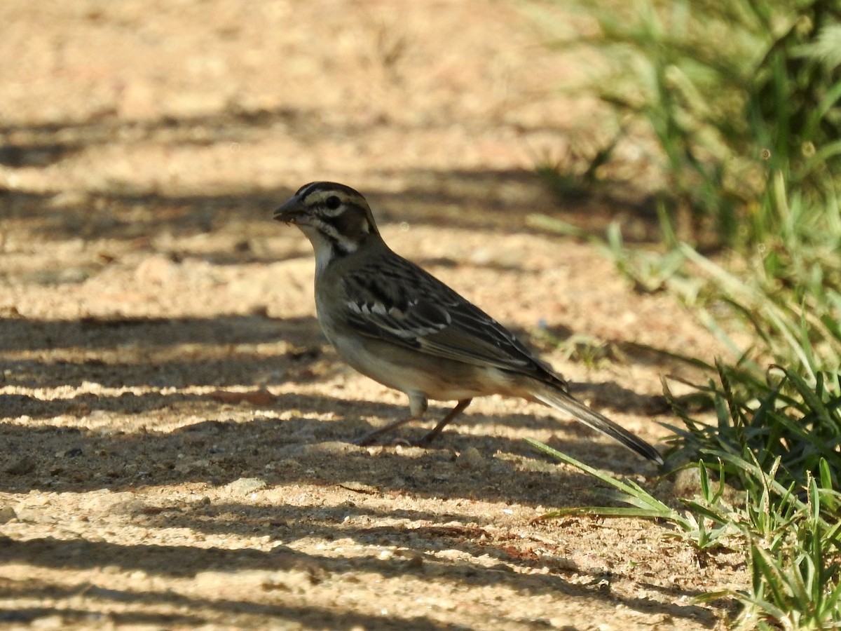 Lark Sparrow - ML602531511
