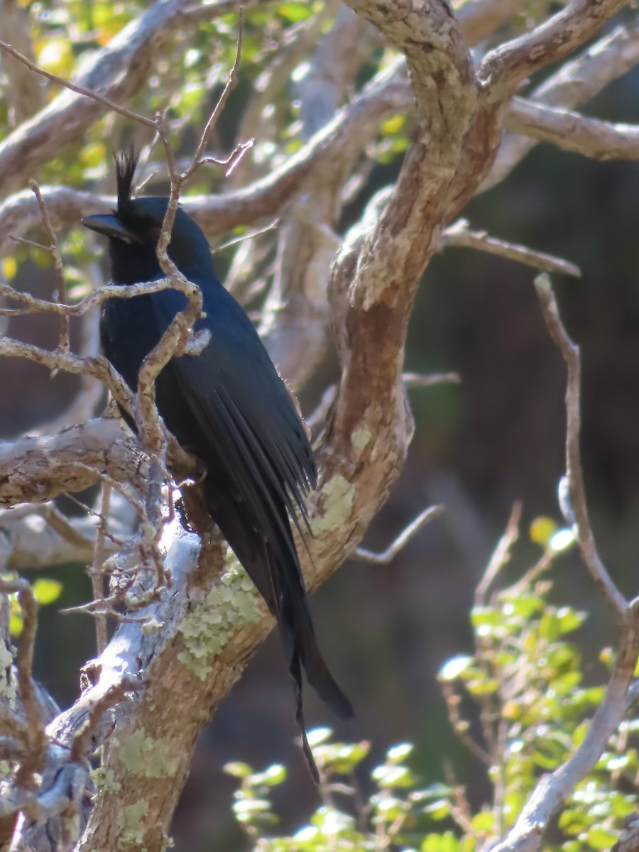 Crested Drongo - ML602532241