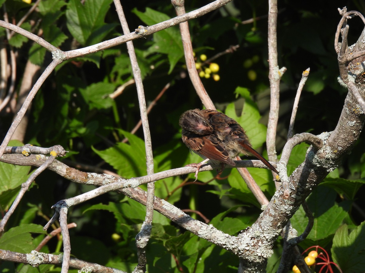 Swamp Sparrow - ML602532641