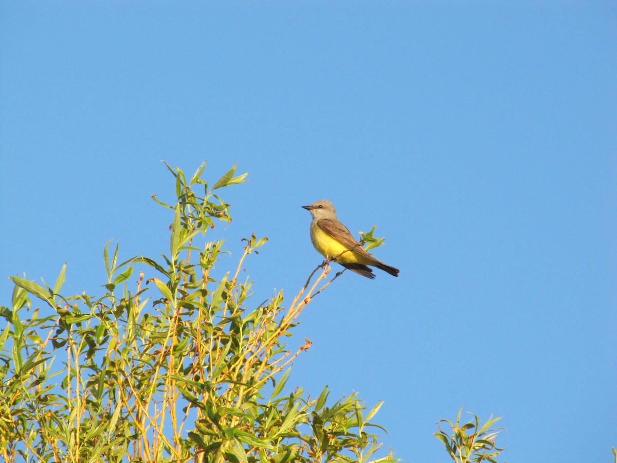 Western Kingbird - ML60253301