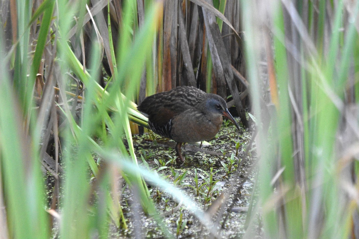 Virginia Rail - ML602534971