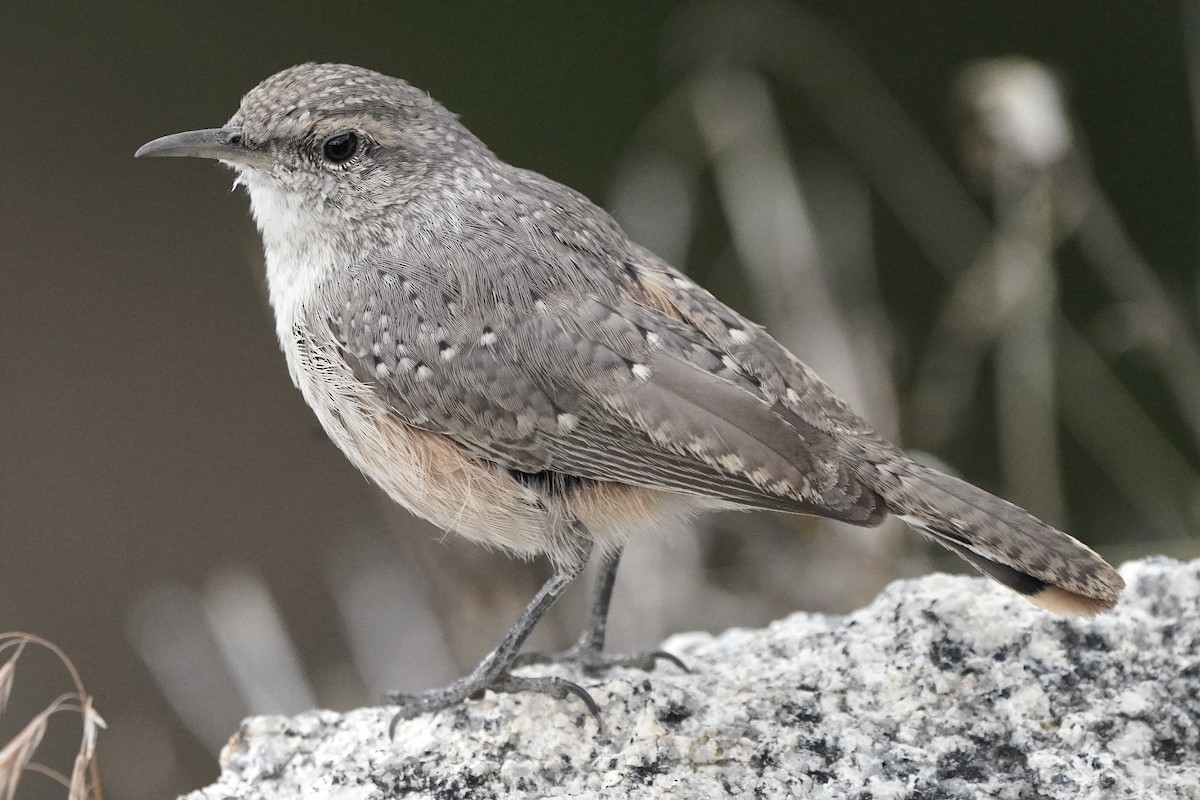 Rock Wren - ML602535451