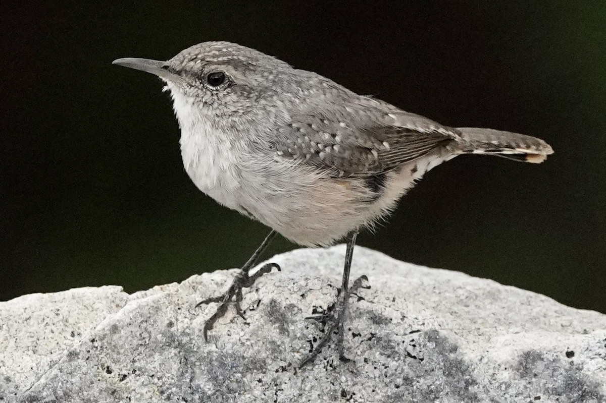 Rock Wren - ML602536101